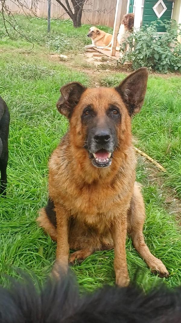 Graziella, lupacchiotta dagli occhi tristi Foto 8